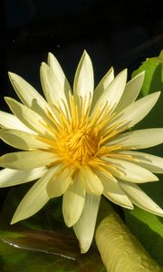 Preview wallpaper water lily, petals, flower, shade, nature