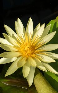 Preview wallpaper water lily, petals, flower, shade, nature