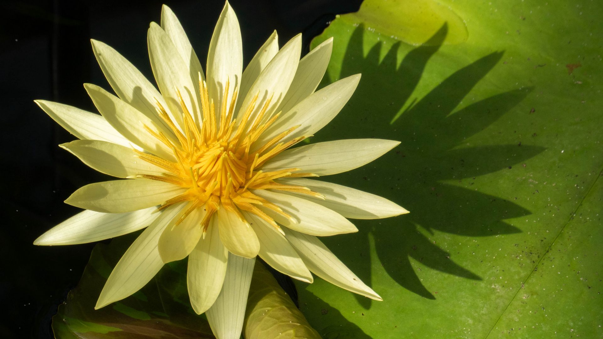 1920x1080 Wallpaper water lily, petals, flower, shade, nature