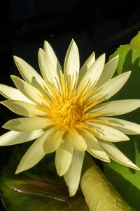Preview wallpaper water lily, petals, flower, shade, nature