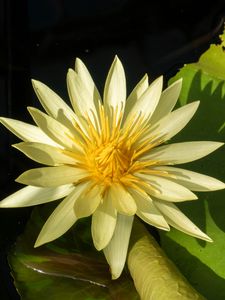 Preview wallpaper water lily, petals, flower, shade, nature