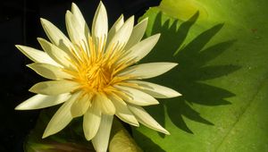 Preview wallpaper water lily, petals, flower, shade, nature