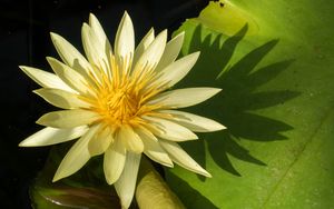 Preview wallpaper water lily, petals, flower, shade, nature