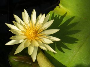 Preview wallpaper water lily, petals, flower, shade, nature