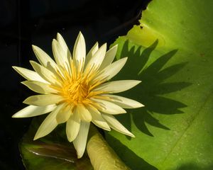 Preview wallpaper water lily, petals, flower, shade, nature