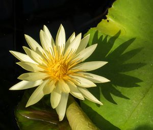 Preview wallpaper water lily, petals, flower, shade, nature