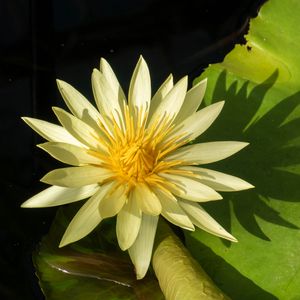 Preview wallpaper water lily, petals, flower, shade, nature