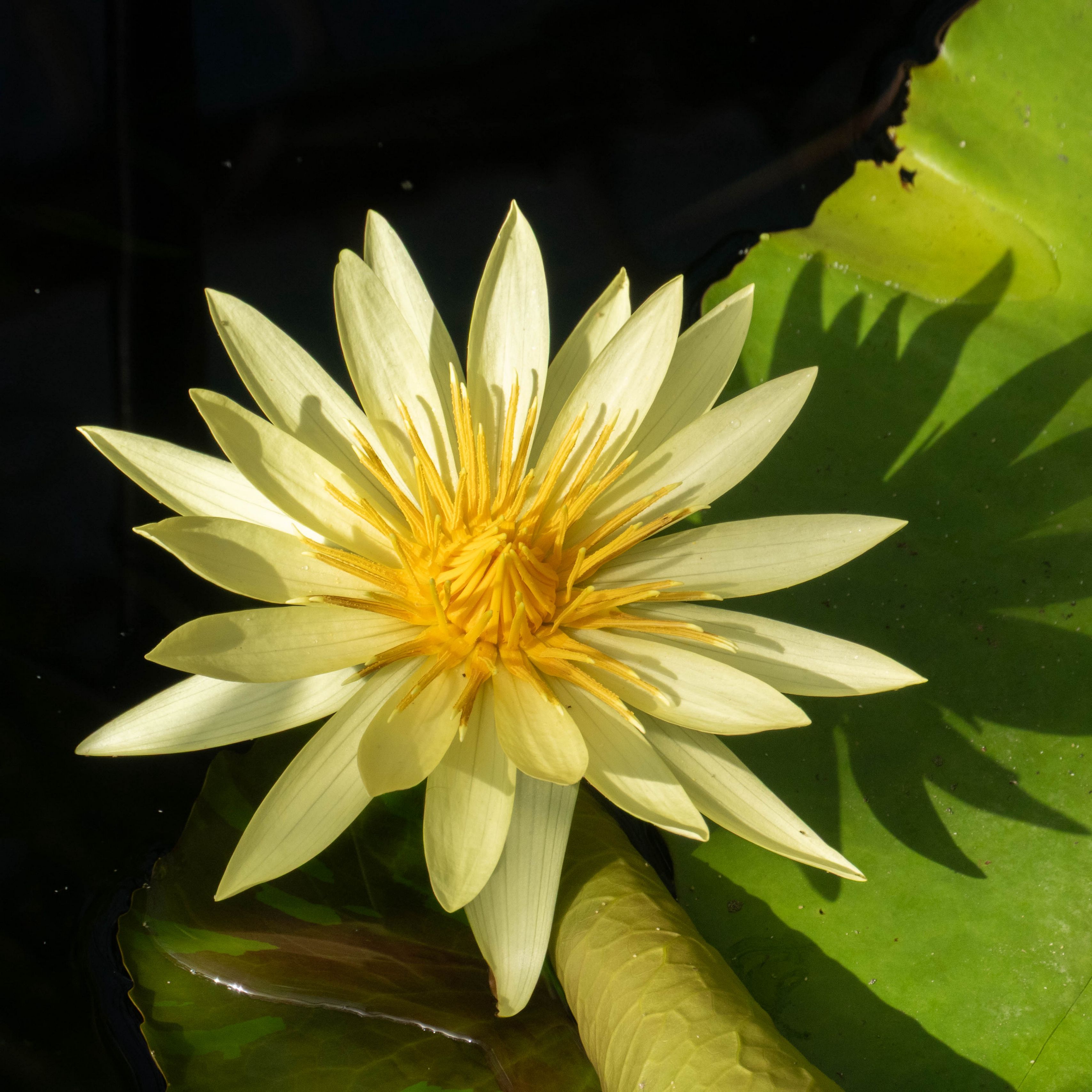 3415x3415 Wallpaper water lily, petals, flower, shade, nature