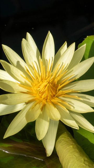 360x640 Wallpaper water lily, petals, flower, shade, nature