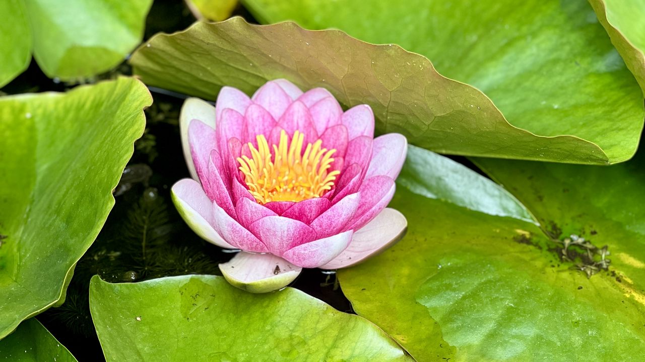 Wallpaper water lily, petals, pink, flower, leaves, pond