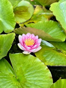 Preview wallpaper water lily, petals, pink, flower, leaves, pond