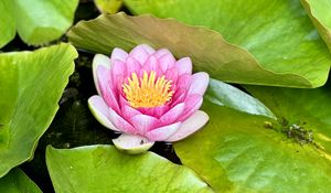 Preview wallpaper water lily, petals, pink, flower, leaves, pond