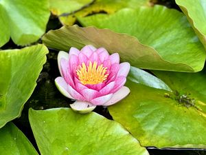 Preview wallpaper water lily, petals, pink, flower, leaves, pond