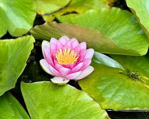 Preview wallpaper water lily, petals, pink, flower, leaves, pond