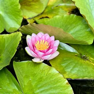 Preview wallpaper water lily, petals, pink, flower, leaves, pond