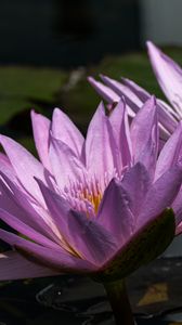 Preview wallpaper water lily, petals, purple, water, flowers