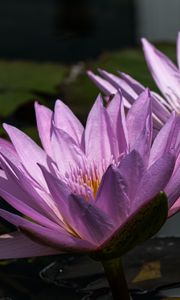 Preview wallpaper water lily, petals, purple, water, flowers