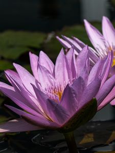 Preview wallpaper water lily, petals, purple, water, flowers