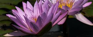Preview wallpaper water lily, petals, purple, water, flowers