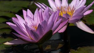 Preview wallpaper water lily, petals, purple, water, flowers