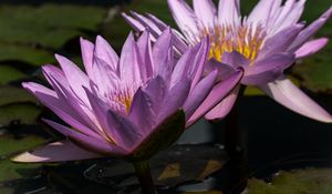 Preview wallpaper water lily, petals, purple, water, flowers