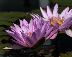 Preview wallpaper water lily, petals, purple, water, flowers