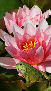 Preview wallpaper water lily, petals, swamp, frog