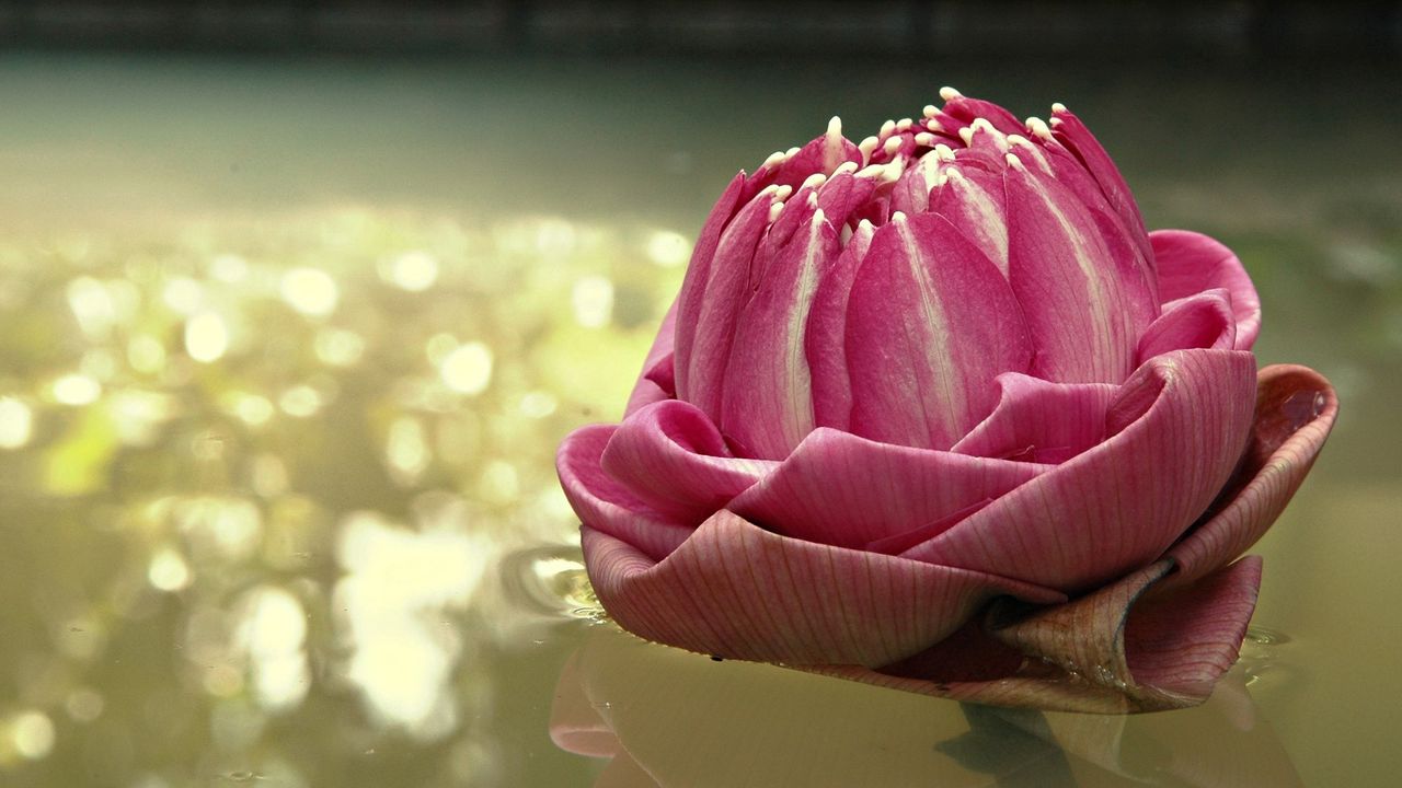 Wallpaper water lily, pink, water, light