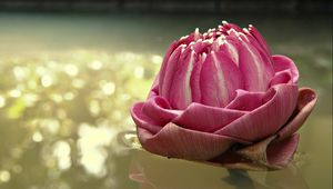 Preview wallpaper water lily, pink, water, light