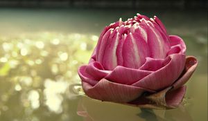 Preview wallpaper water lily, pink, water, light