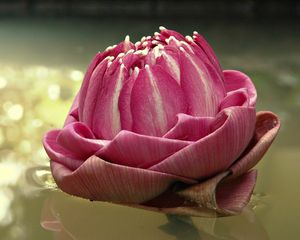 Preview wallpaper water lily, pink, water, light