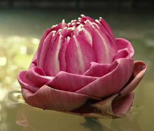 Preview wallpaper water lily, pink, water, light