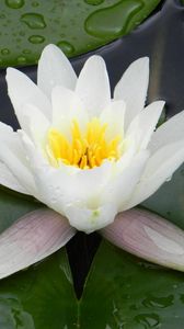 Preview wallpaper water lily, water, droplets, pond, greens