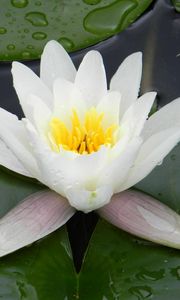 Preview wallpaper water lily, water, droplets, pond, greens