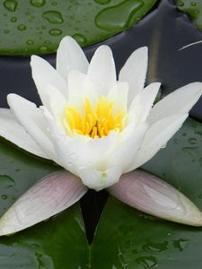 Preview wallpaper water lily, water, droplets, pond, greens