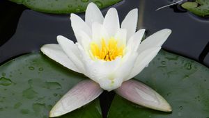 Preview wallpaper water lily, water, droplets, pond, greens