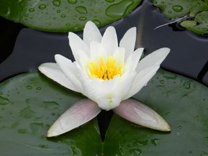 Preview wallpaper water lily, water, droplets, pond, greens