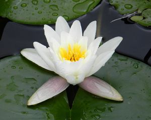 Preview wallpaper water lily, water, droplets, pond, greens