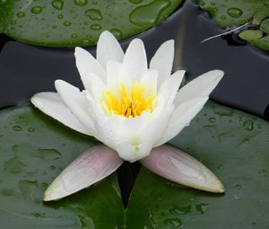 Preview wallpaper water lily, water, droplets, pond, greens