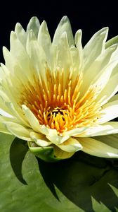 Preview wallpaper water lily, water, leaf, close-up