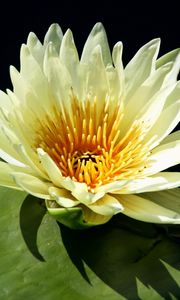 Preview wallpaper water lily, water, leaf, close-up