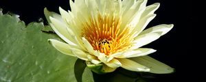 Preview wallpaper water lily, water, leaf, close-up