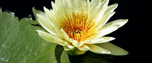 Preview wallpaper water lily, water, leaf, close-up