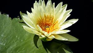 Preview wallpaper water lily, water, leaf, close-up