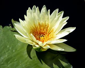 Preview wallpaper water lily, water, leaf, close-up