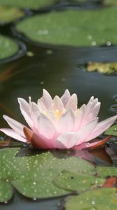 Preview wallpaper water lily, water, leaves, drops, swamp, glare