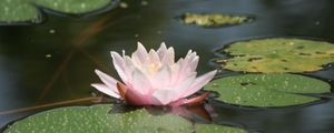 Preview wallpaper water lily, water, leaves, drops, swamp, glare