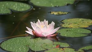 Preview wallpaper water lily, water, leaves, drops, swamp, glare