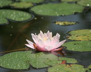 Preview wallpaper water lily, water, leaves, drops, swamp, glare