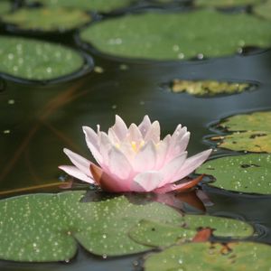 Preview wallpaper water lily, water, leaves, drops, swamp, glare